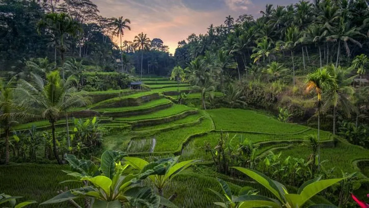 Rice terrace during early dry season